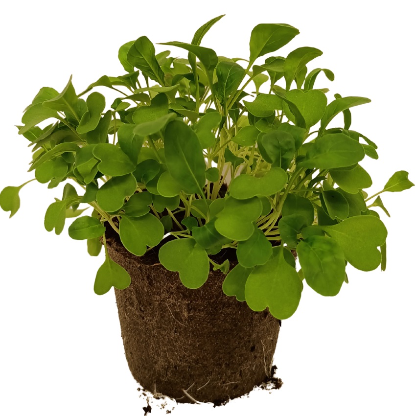 LISTNY CUD BIO Rukola