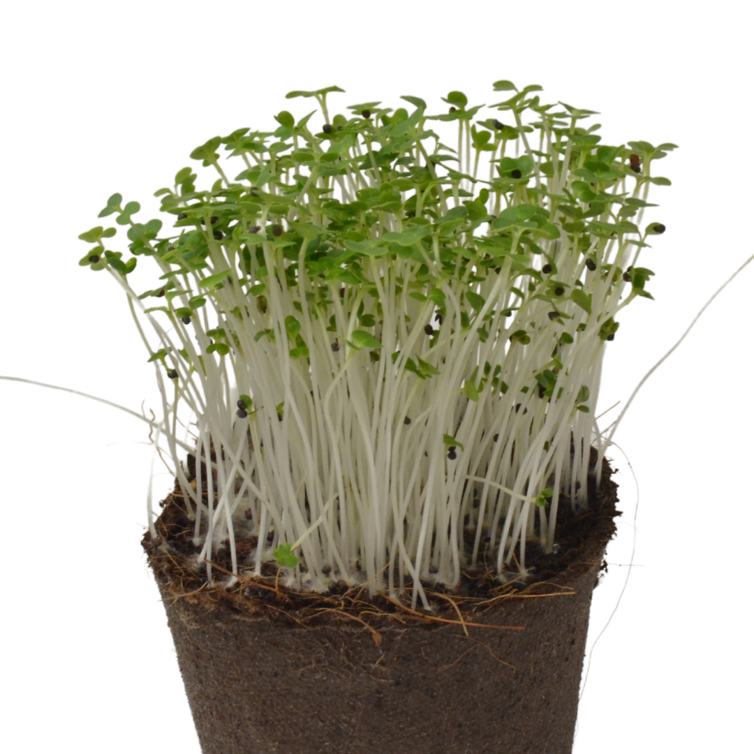 LISTNY CUD BIO Mikroliście Pak Choi