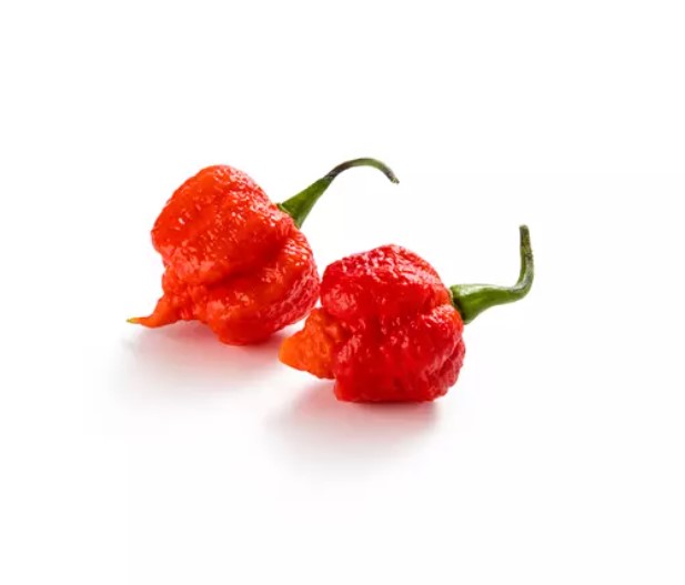 FRISCO FRESH Carolina Reaper