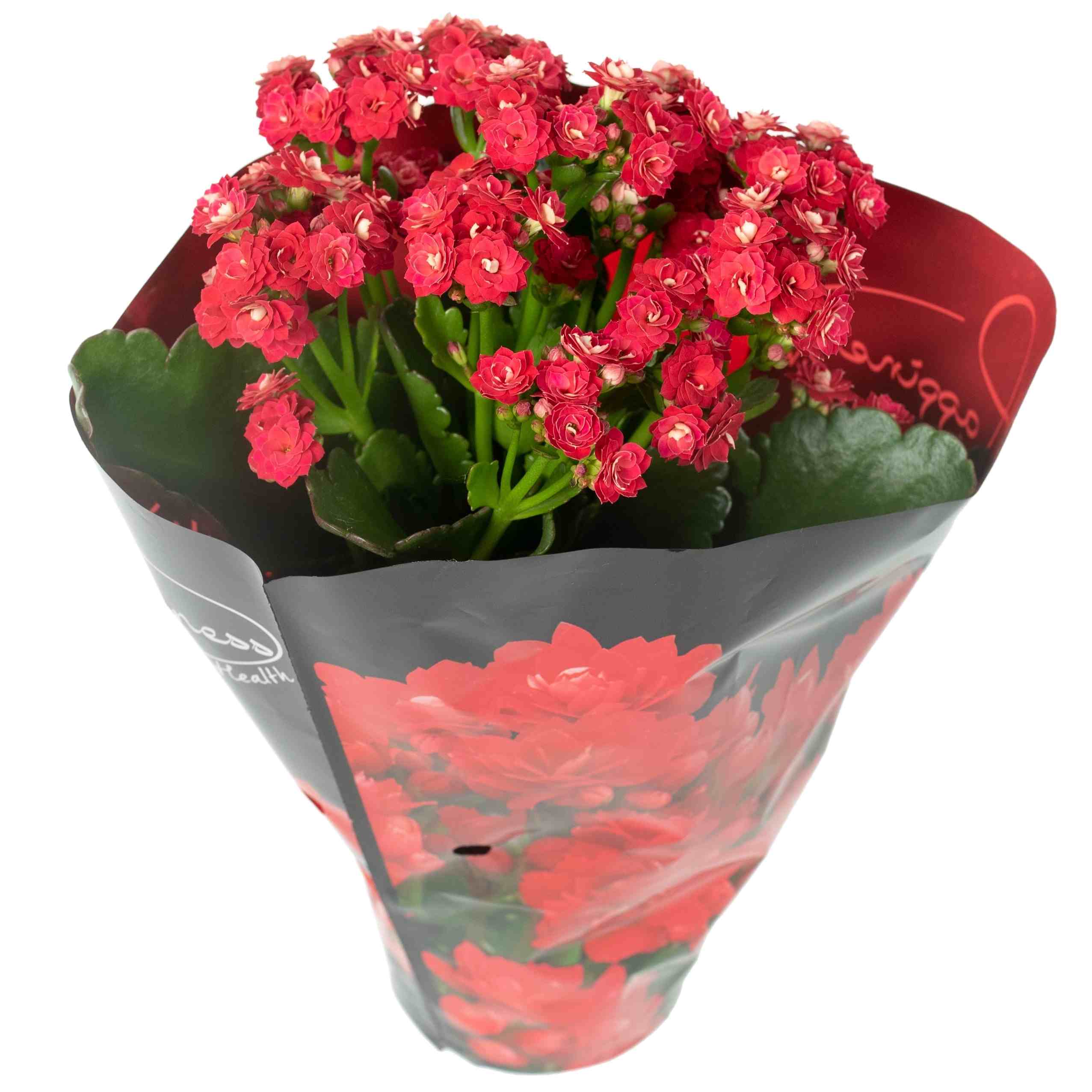 TOMASZEWSKI Kalanchoe calandiva czerwone