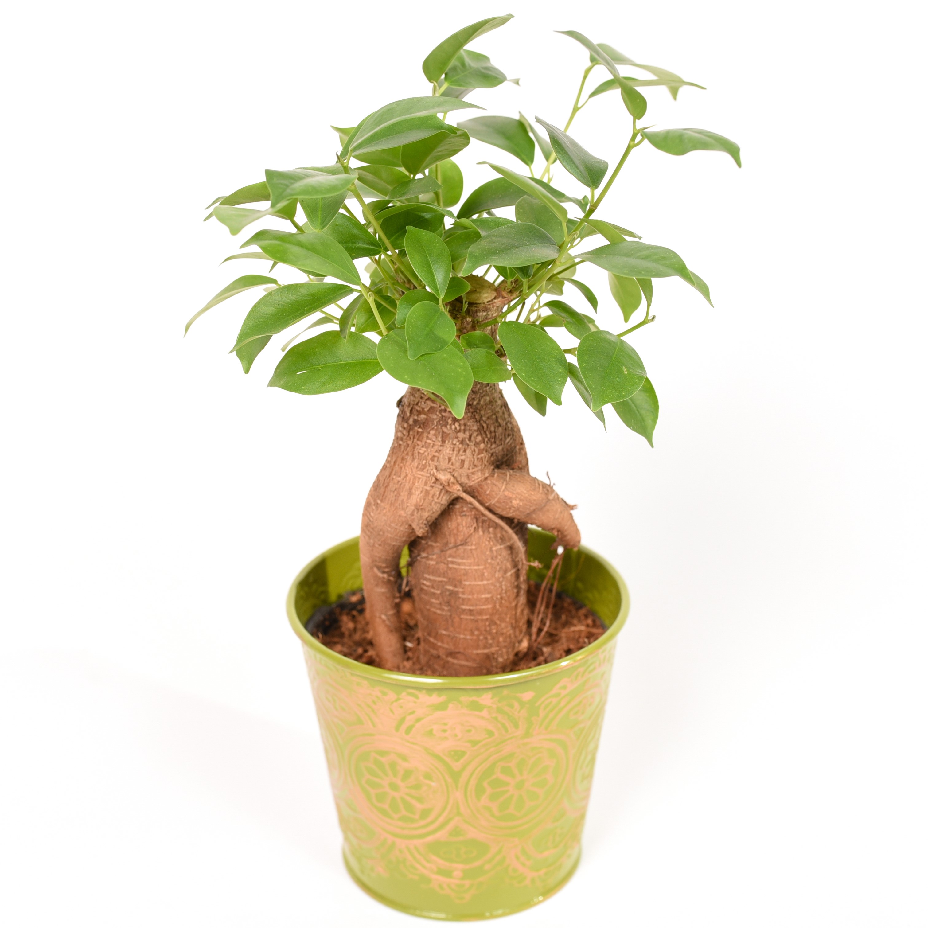 TOMASZEWSKI Fikus 'Ginseng' Drzewko Bonsai