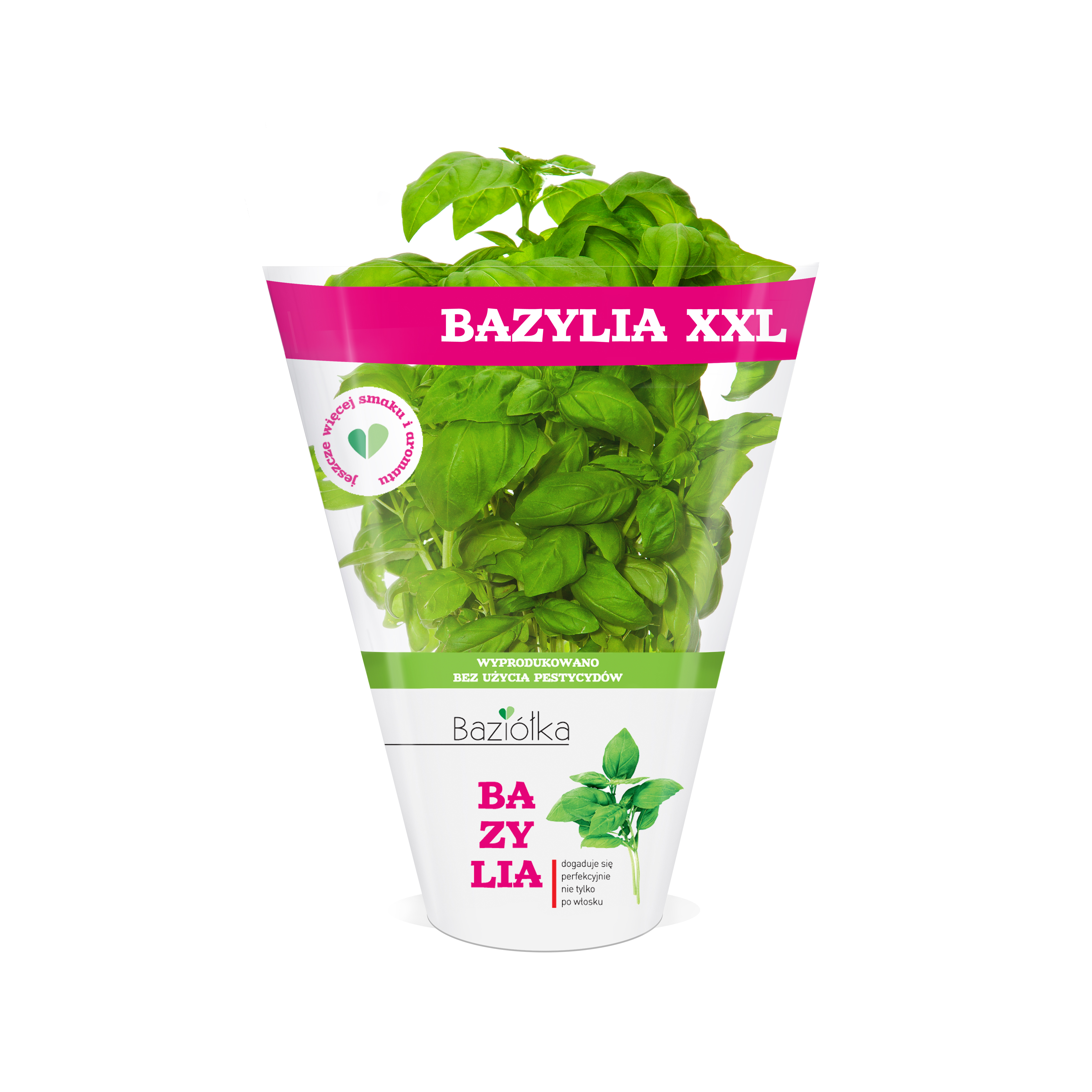 BAZIÓŁKA Bazylia XXL frisco.pl