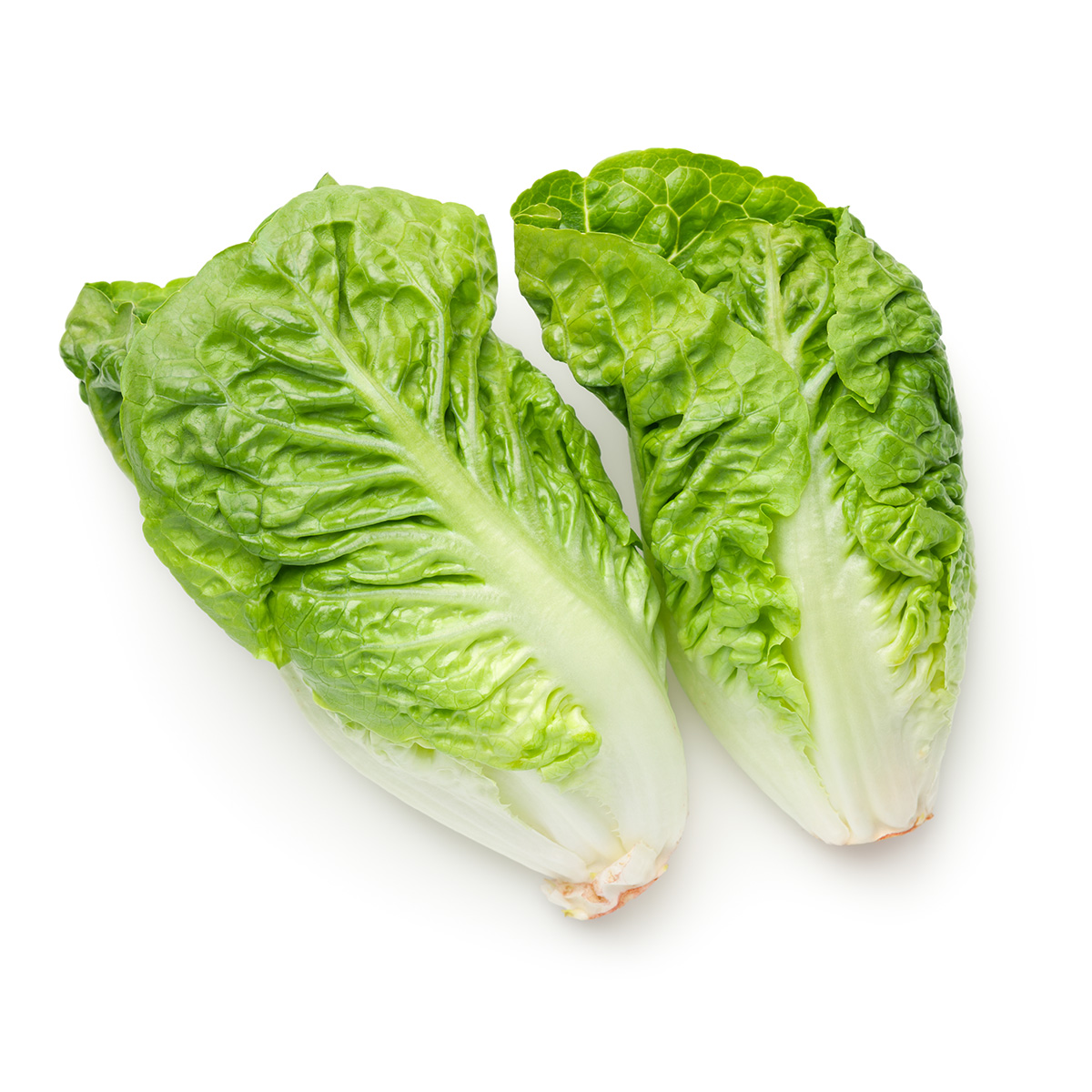FRISCO ORGANIC Sałata rzymska mini BIO