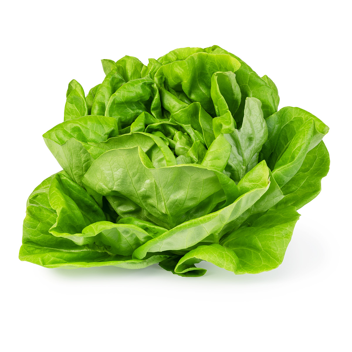 FRISCO ORGANIC Sałata masłowa BIO