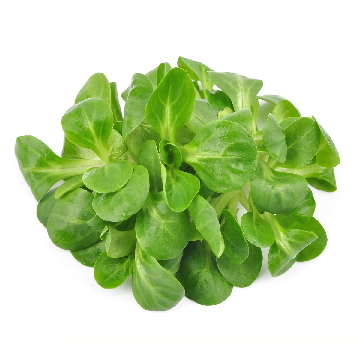 FRISCO ORGANIC Roszponka BIO