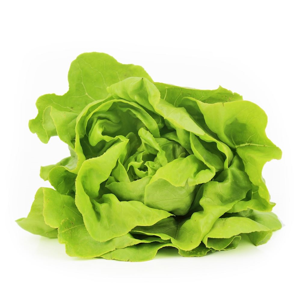 FRISCO ORGANIC Sałata masłowa BIO