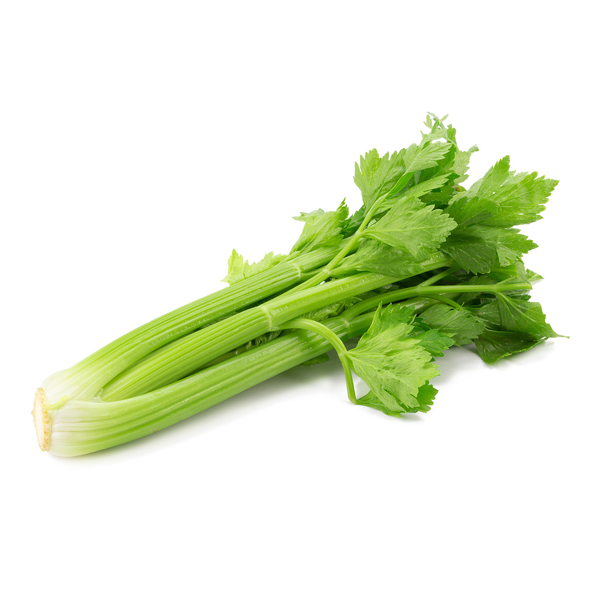 FRISCO ORGANIC Seler naciowy BIO
