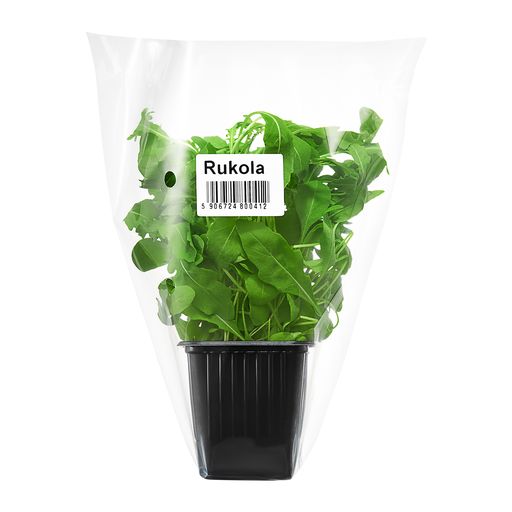 BAZIÓŁKA Rukola