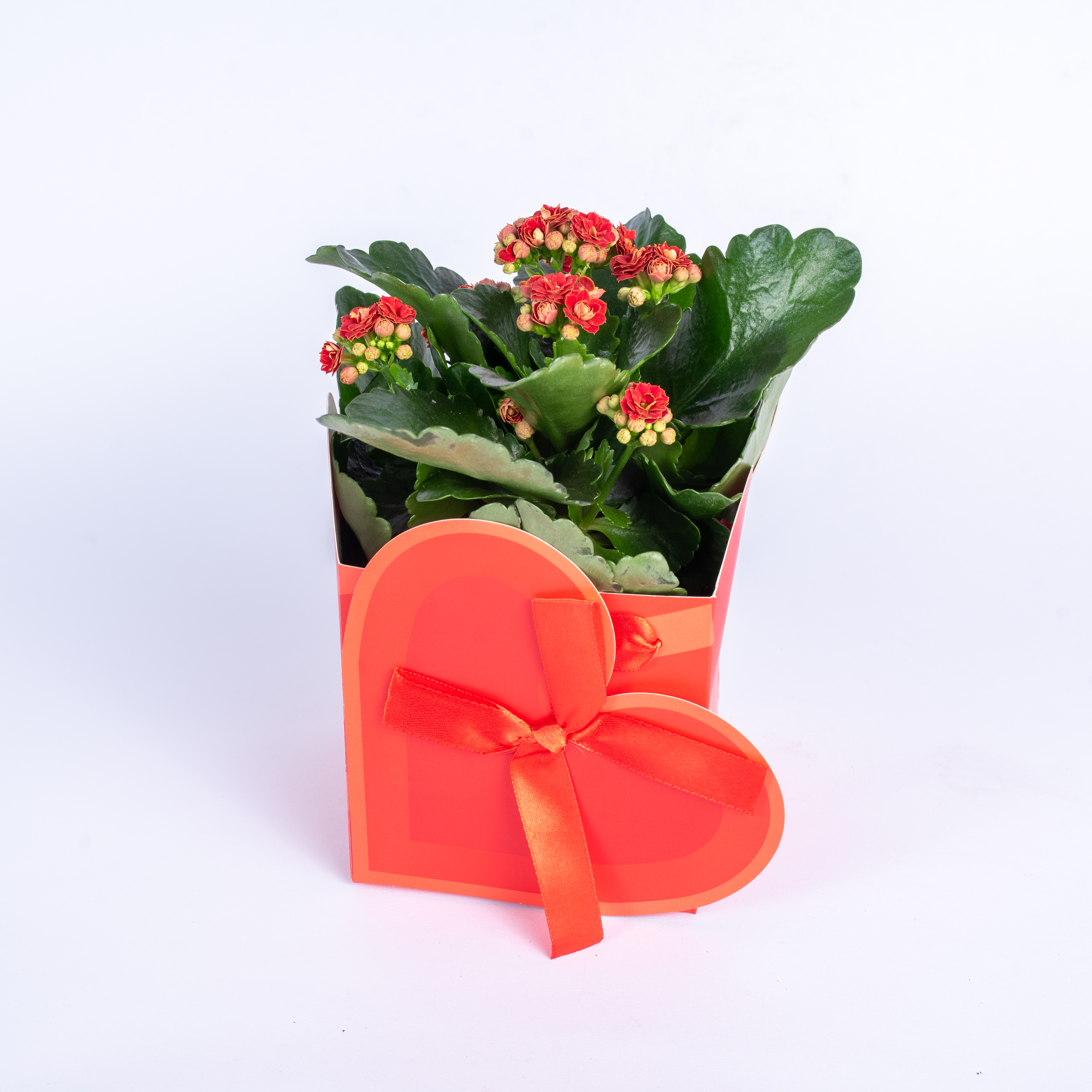 TOMASZEWSKI Kalanchoe ozdobne
