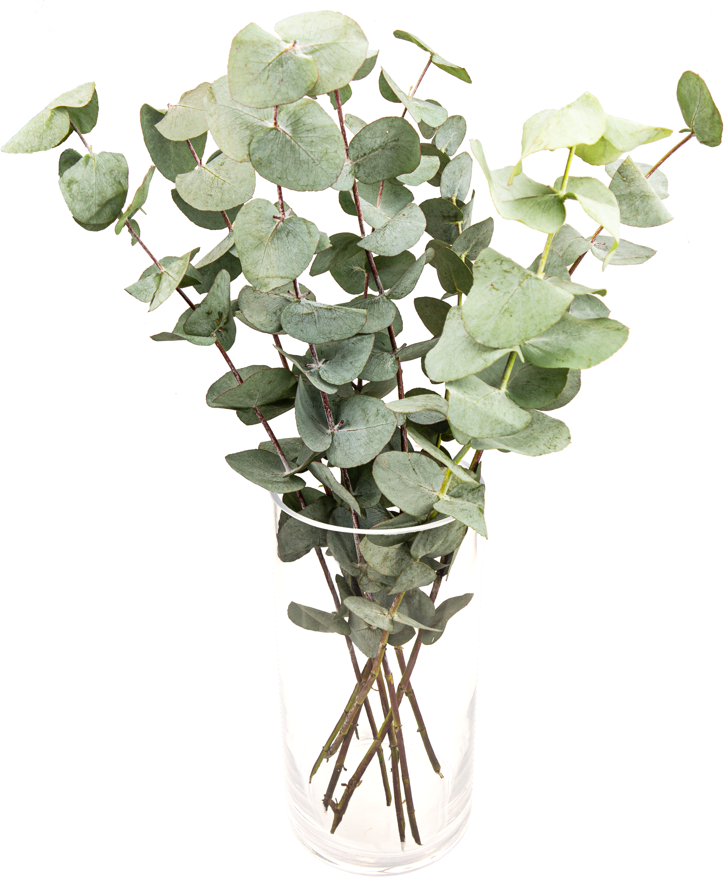MIMEA Eukaliptus kwiatki x 8
