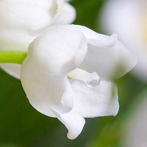 Vue 4 de Glade By Brise Bougie