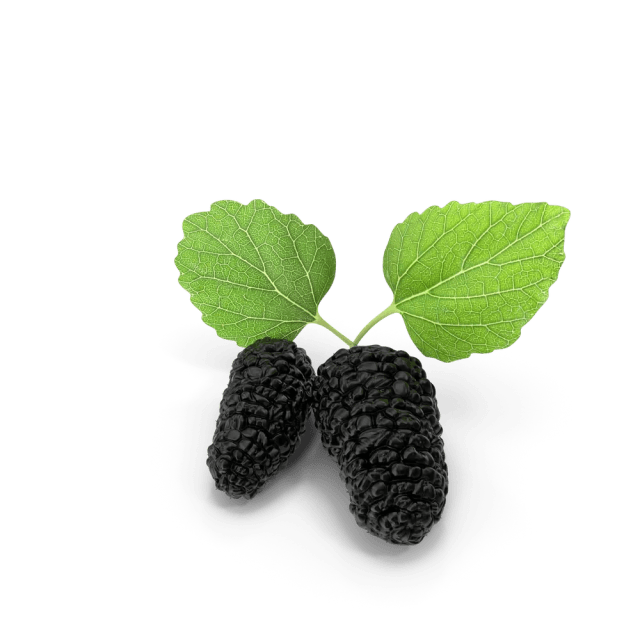 Mulberry