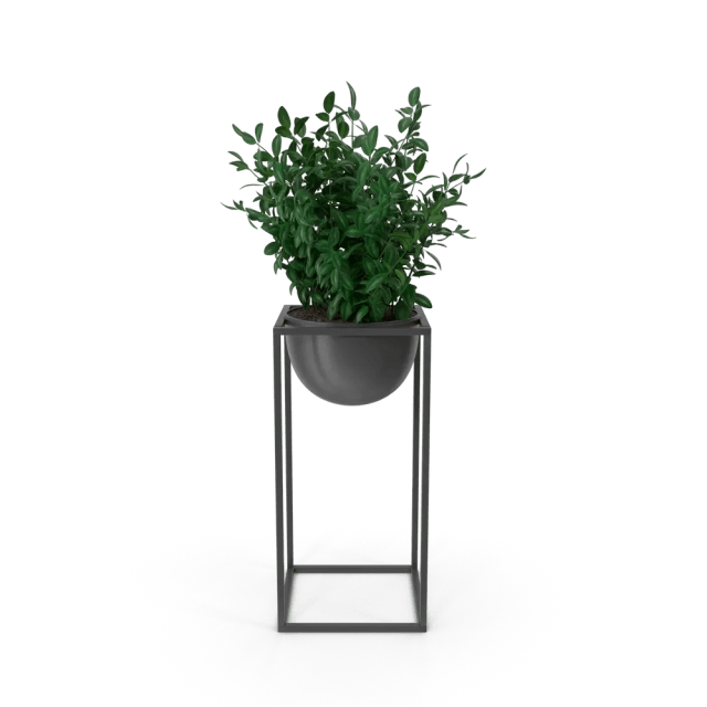 House Showpiece Plant