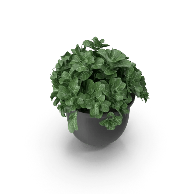 Plant Pot, photo 4