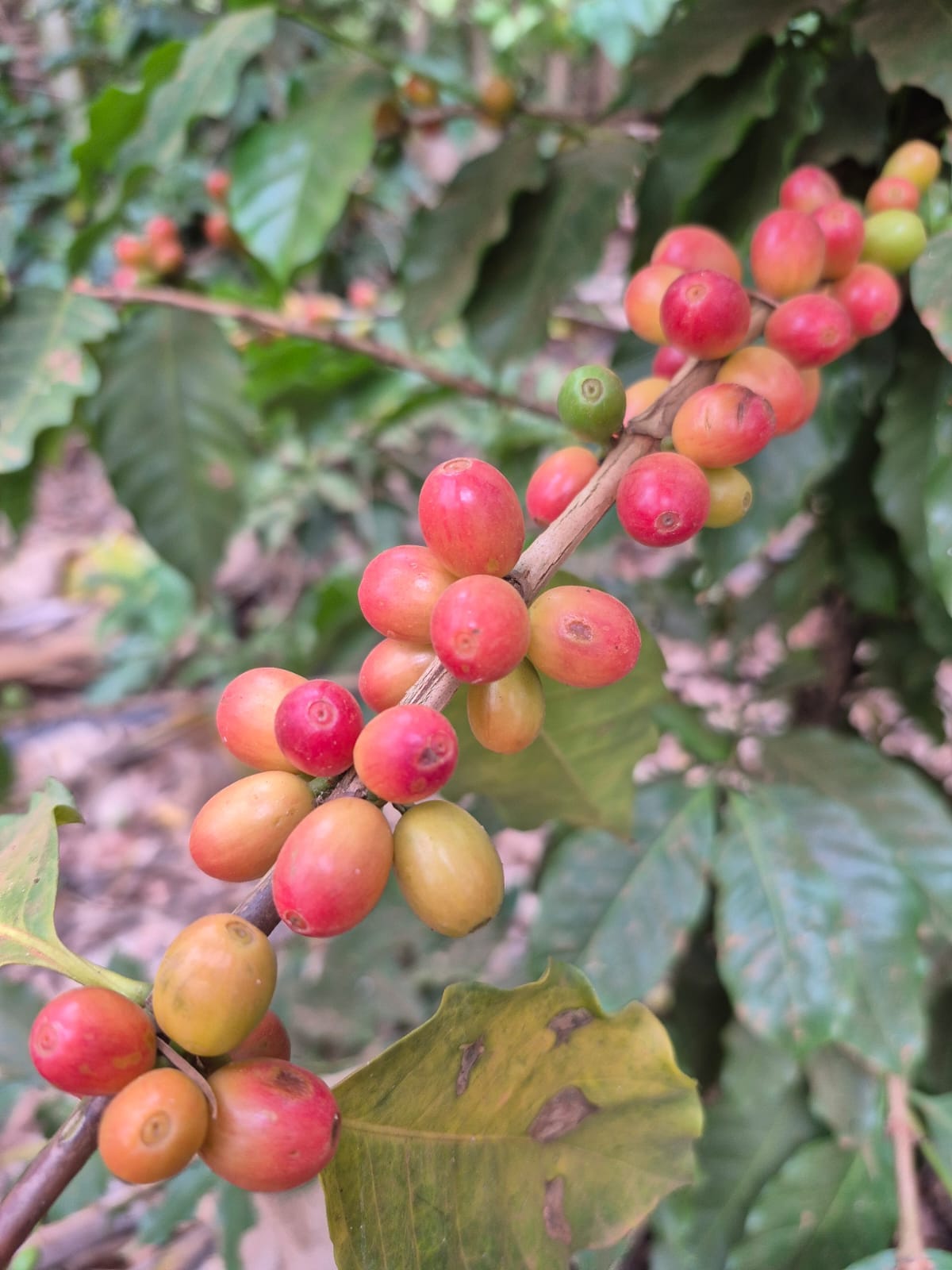 Café agroflorestal