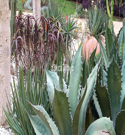 2 bedroom Apartment in Estepona