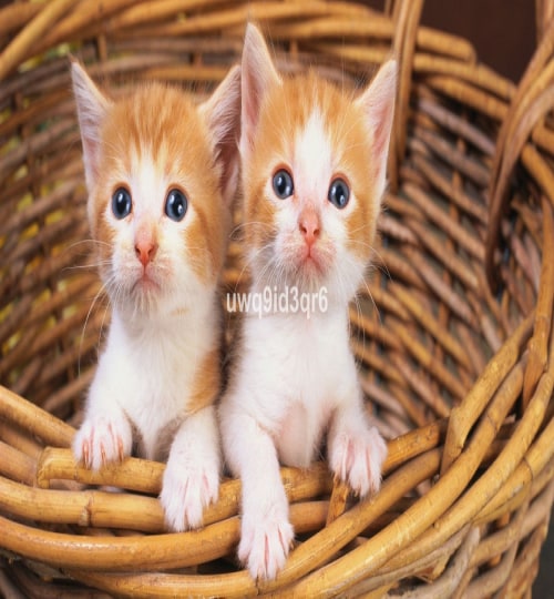 2 bedroom House in Alcoy