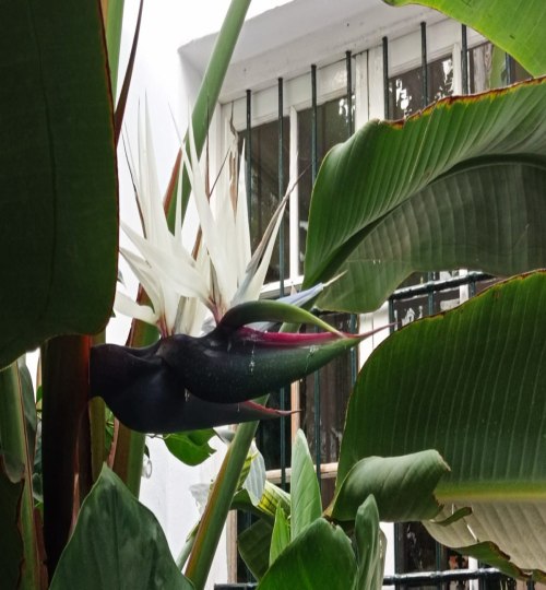 8 bedroom House in Archidona