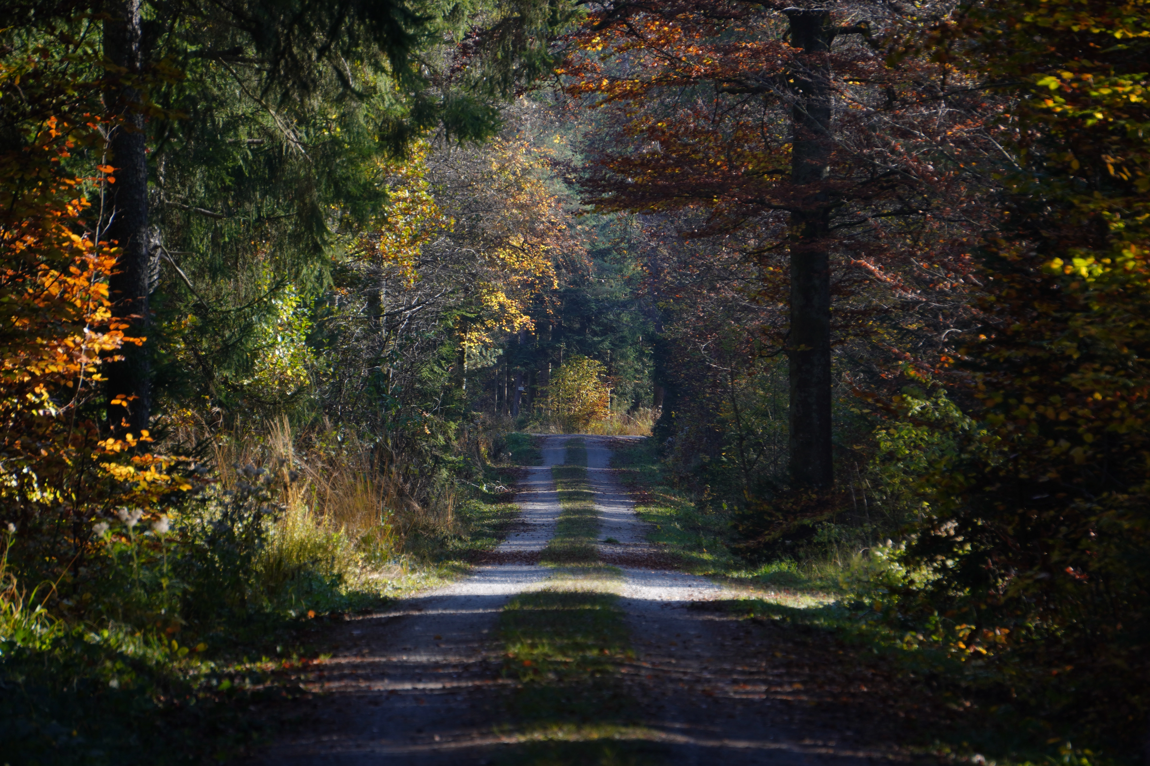 Herbstlichtung