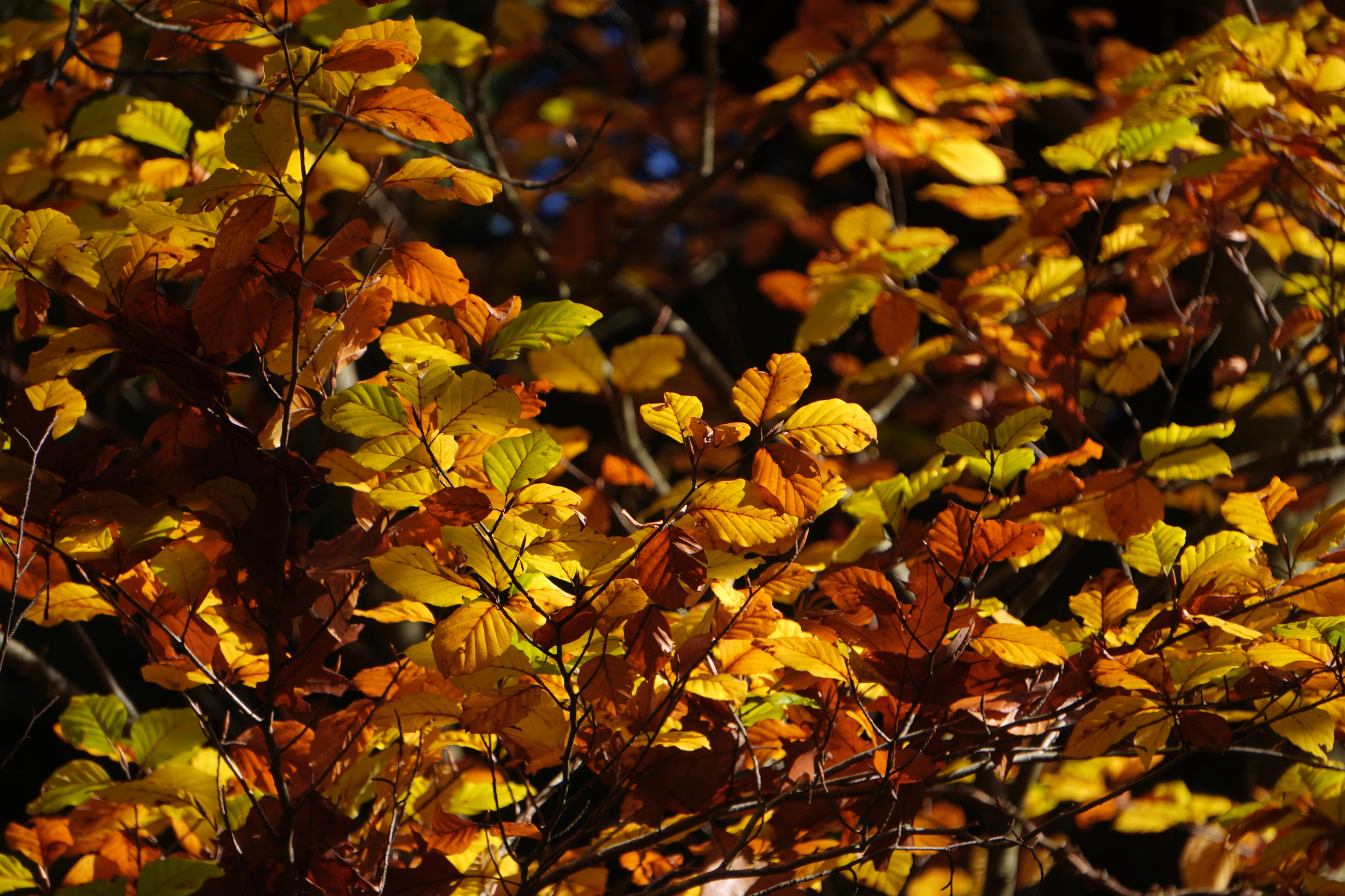 Goldenes Blätterdach