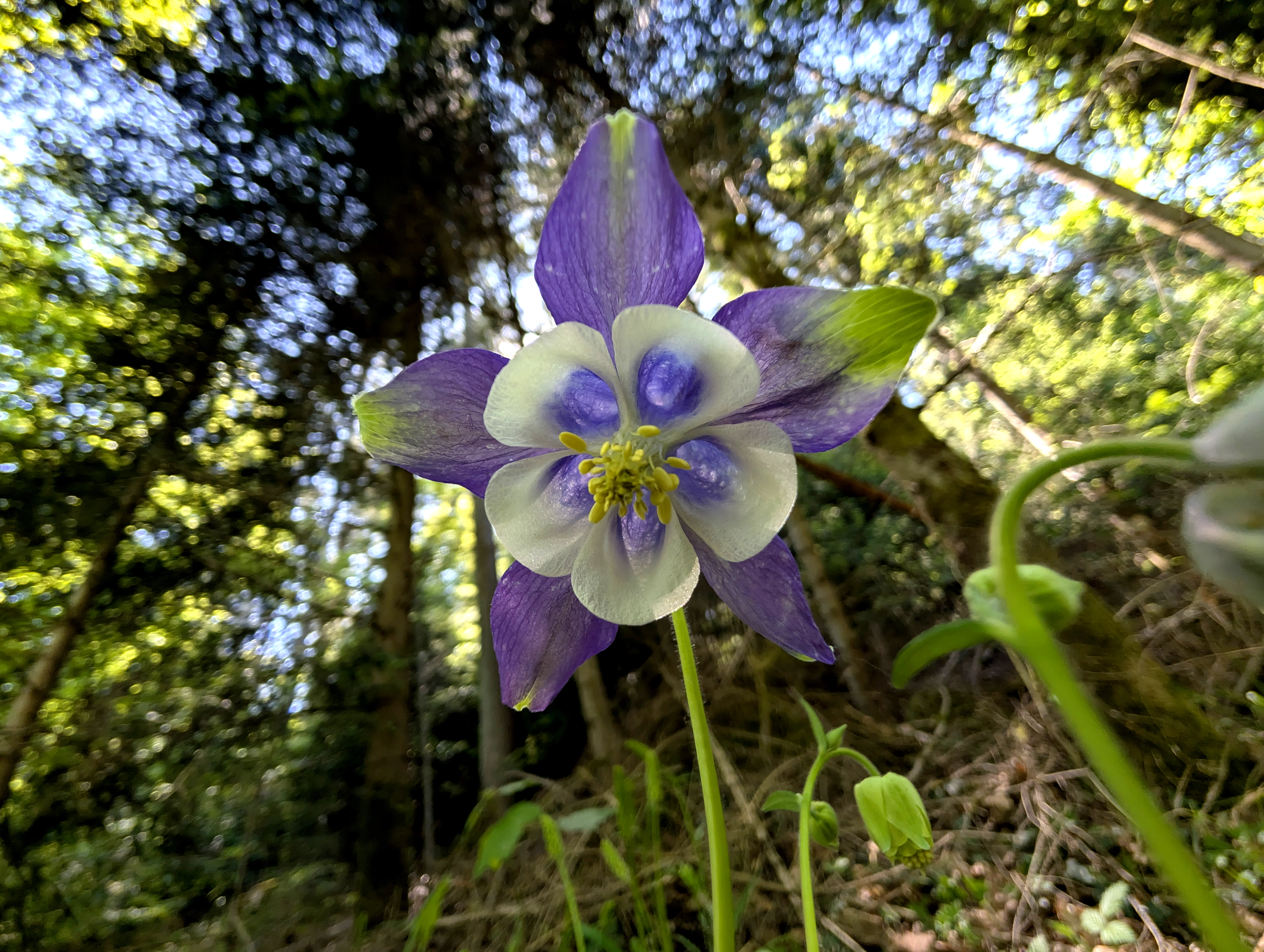 Filigrane Symmetrie