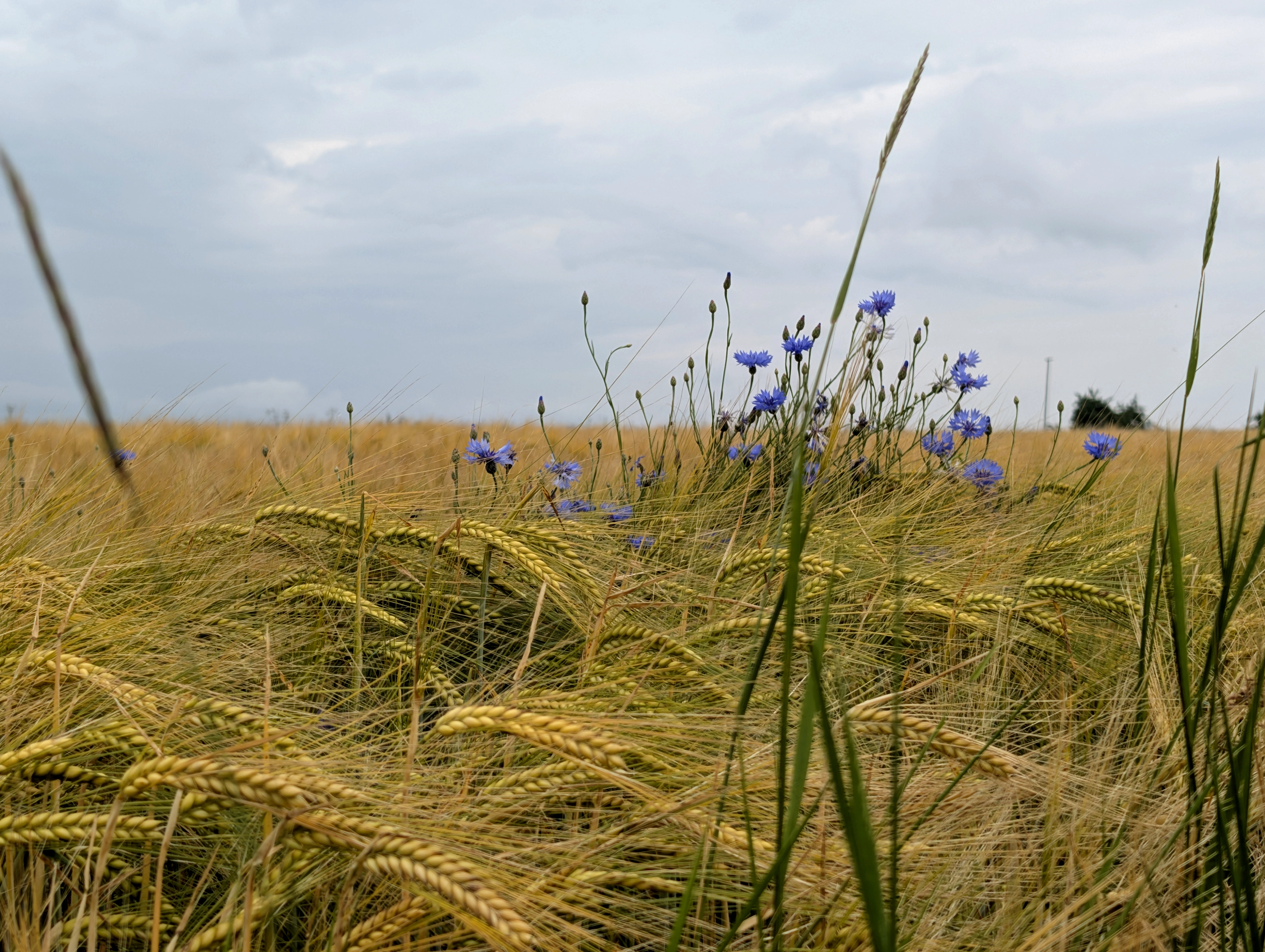Kornblumenblau