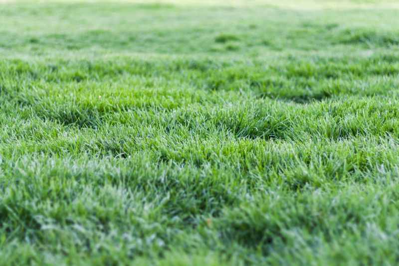 Close-up of lush green grass in a sunlit field