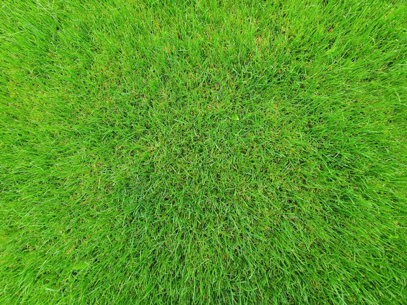 Close-up of bright green grass filling the frame, with a dense textured pattern.