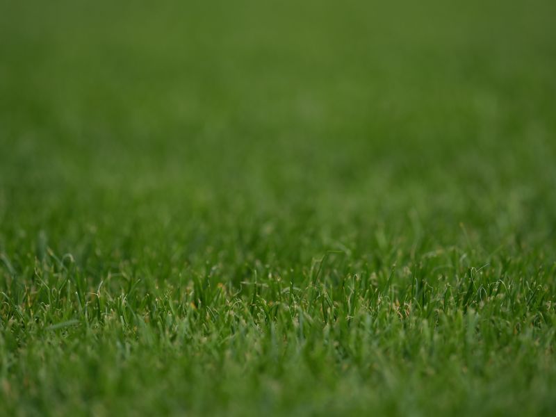 Close-up of green grass filling the frame, with a softly blurred background