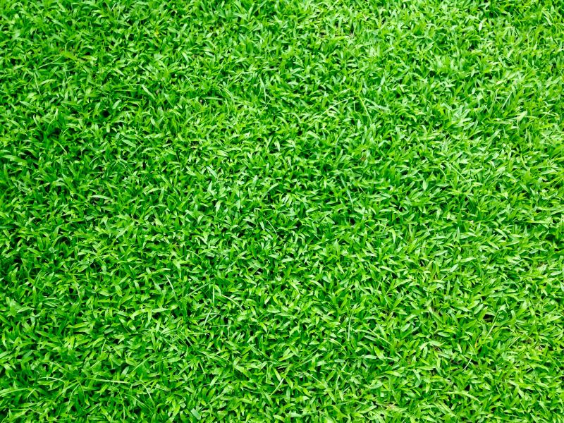 Close-up of bright green grass filling the frame
