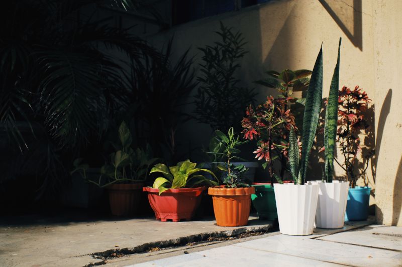 Potted plants lined along a sunlit wall on a patio, with red, orange, white, and blue pots.