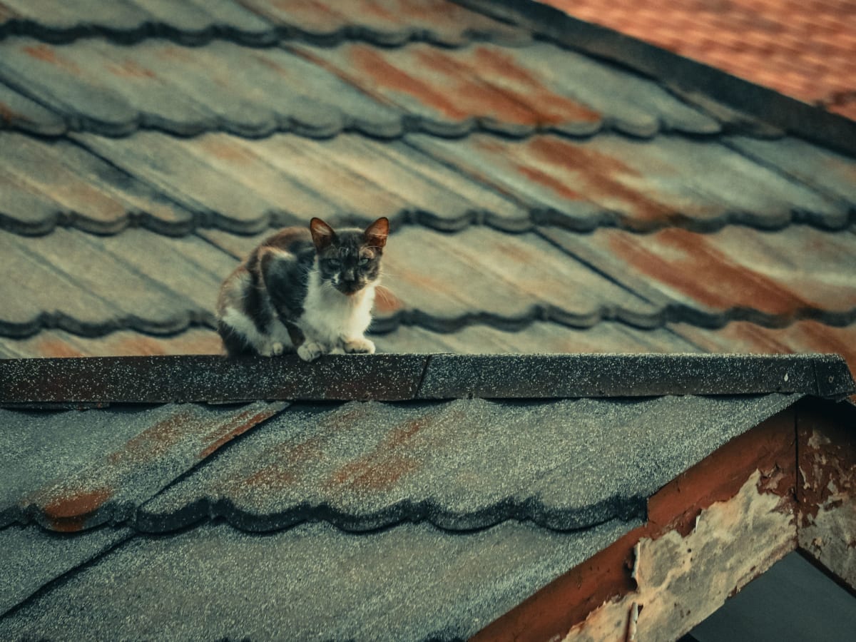 Calico cat sitting on a corrugated metal roof in warm light