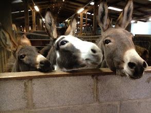 Three donkeys are looking over a brick wall.