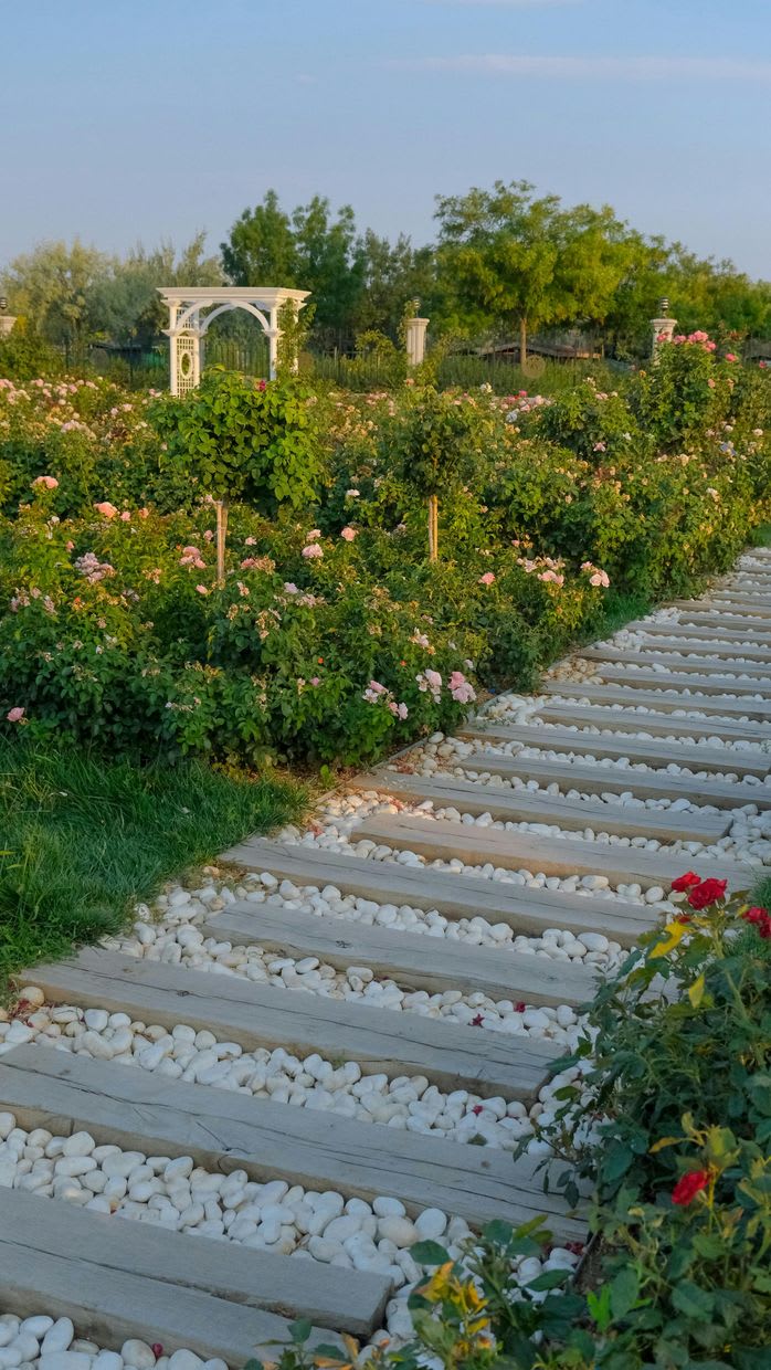 Landscaped garden path of timber sleepers and white pebbles running through a rose garden.