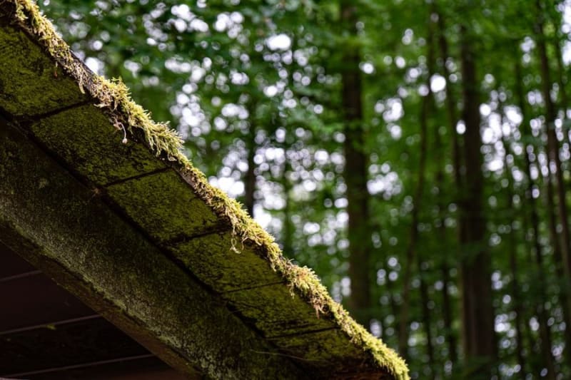 Moss and debris building up inside a roof gutter in Croydon