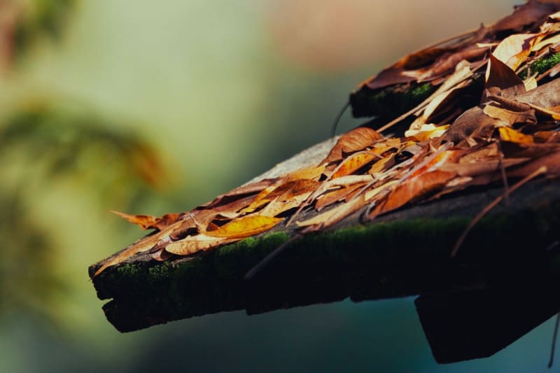 Roof gutter in Mansfield filled with moss and autumn leaves