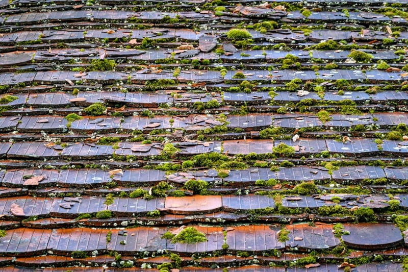 Moss growing across old roof tiles on a Mansfield house