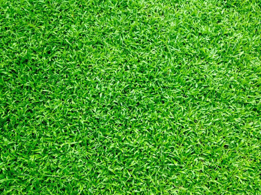 Close-up of bright green grass filling the frame