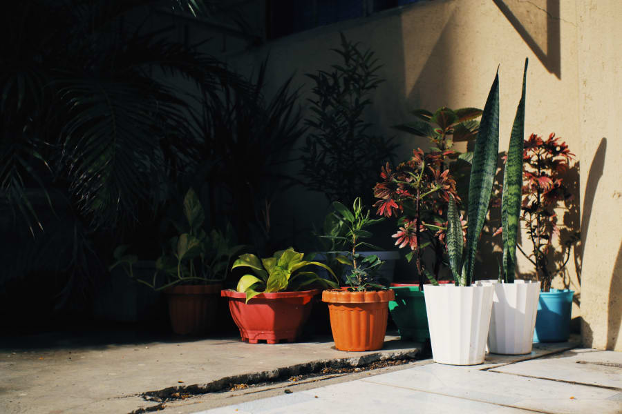 Potted plants lined along a sunlit wall on a patio, with red, orange, white, and blue pots.
