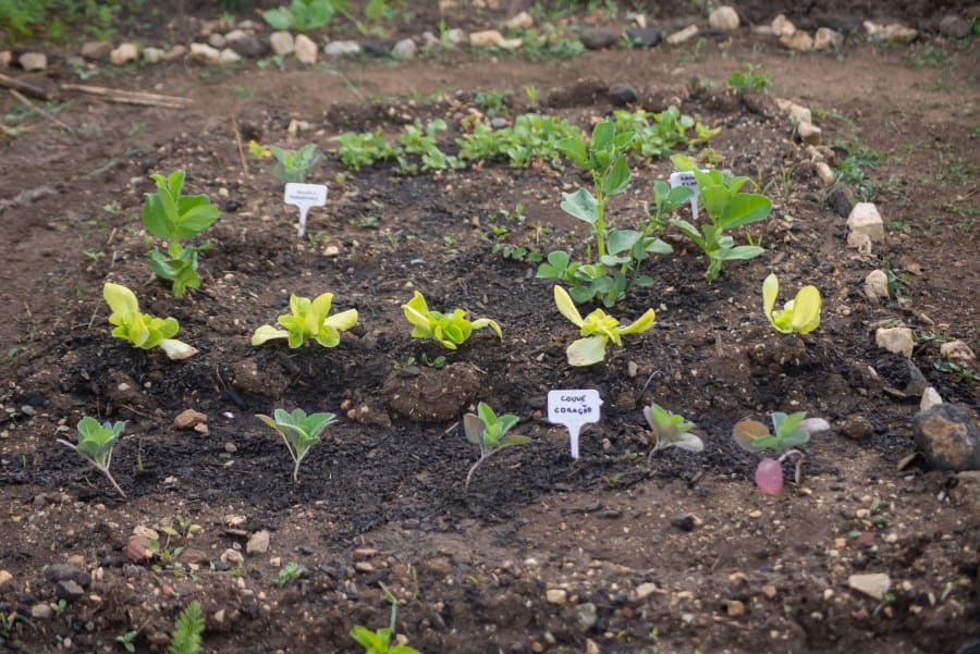 Small labeled seedlings growing in rows in a garden bed of dark soil, bordered by stones.