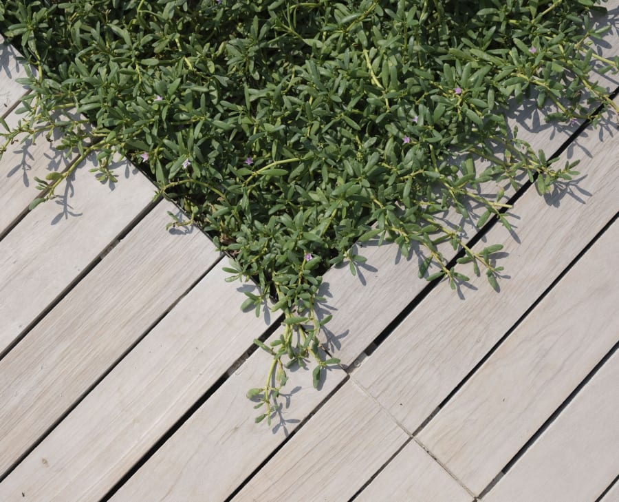 Green trailing plant over pale wooden deck boards, viewed from above.