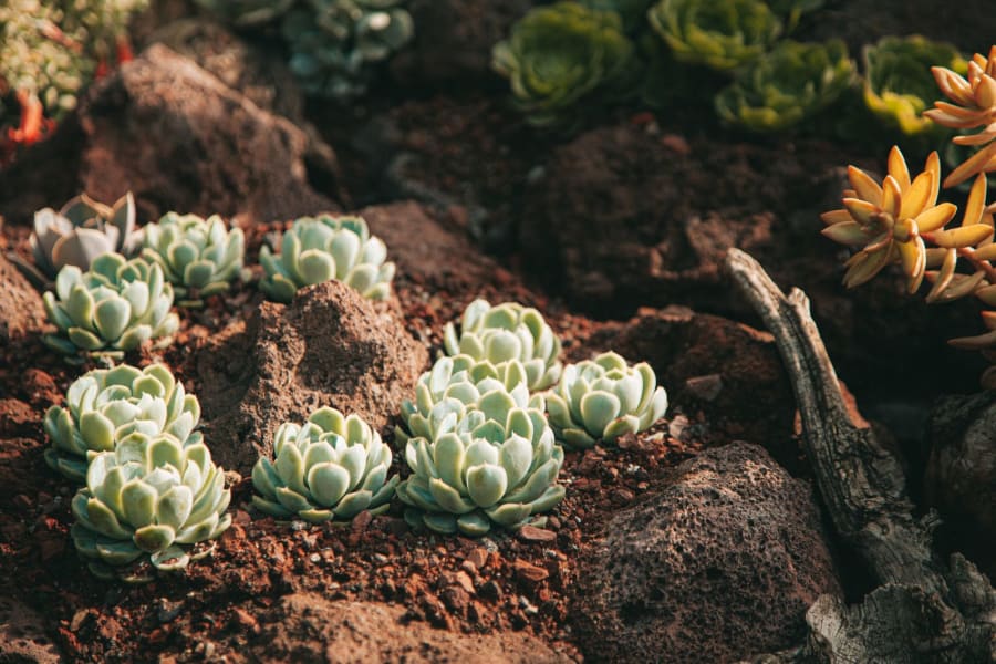 Gravel Gardens in Newcastle: Low-Maintenance Design and Costs