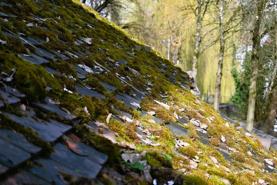 Moss growing on a shaded slate roof slope in Croydon