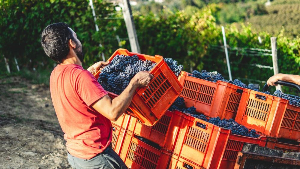 Wine employee - Work In Wine