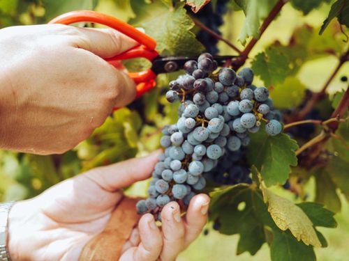 What is a Vintner and How Do You Become One?