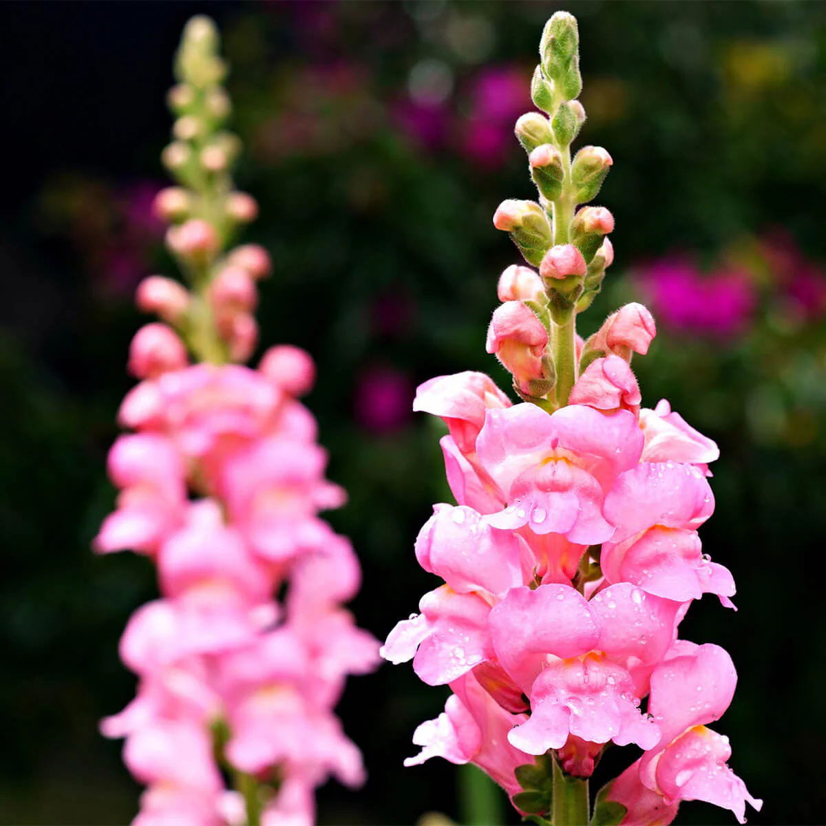 Snapdragon Flowers