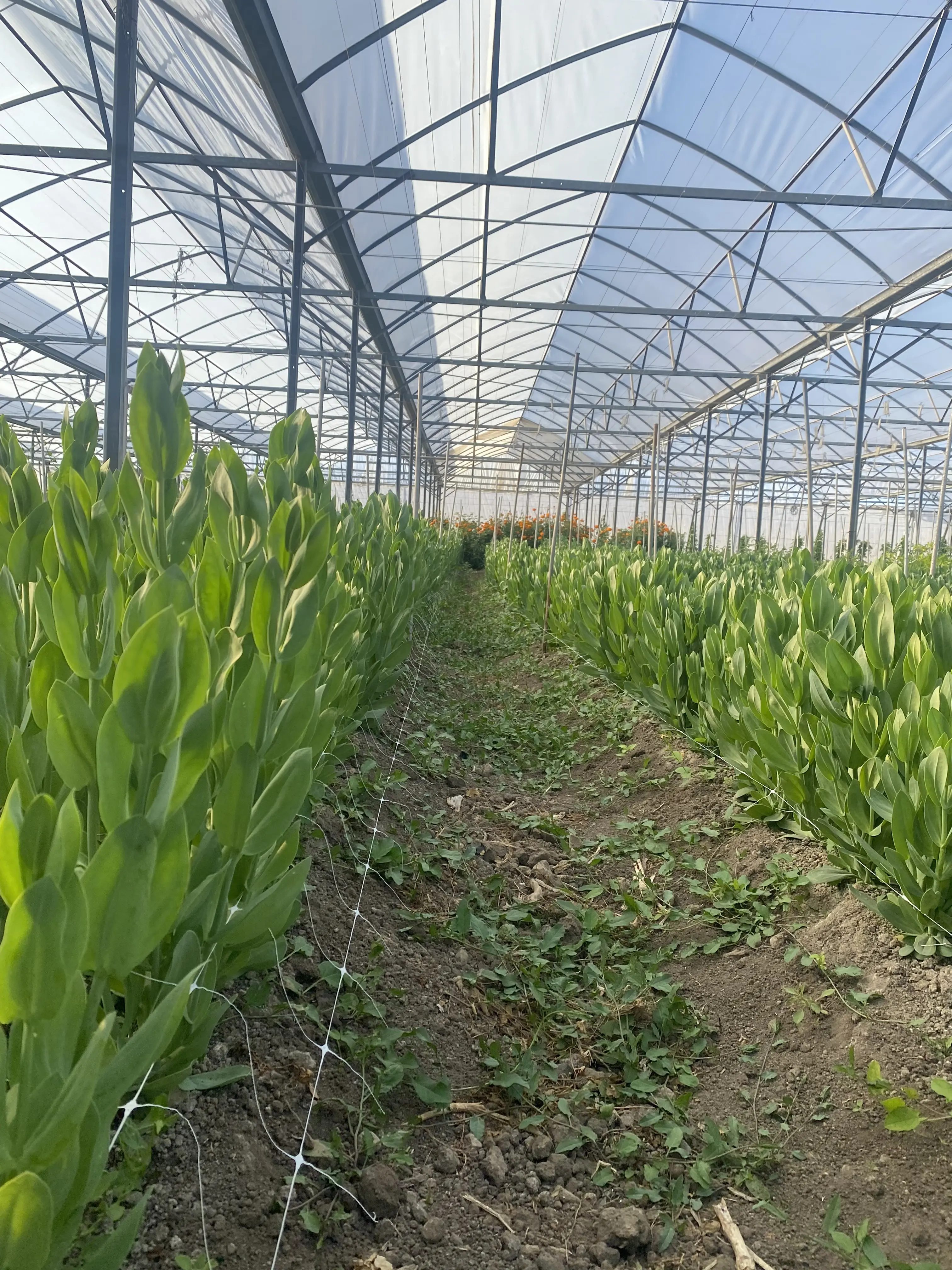 White Snapdragon Flowers
