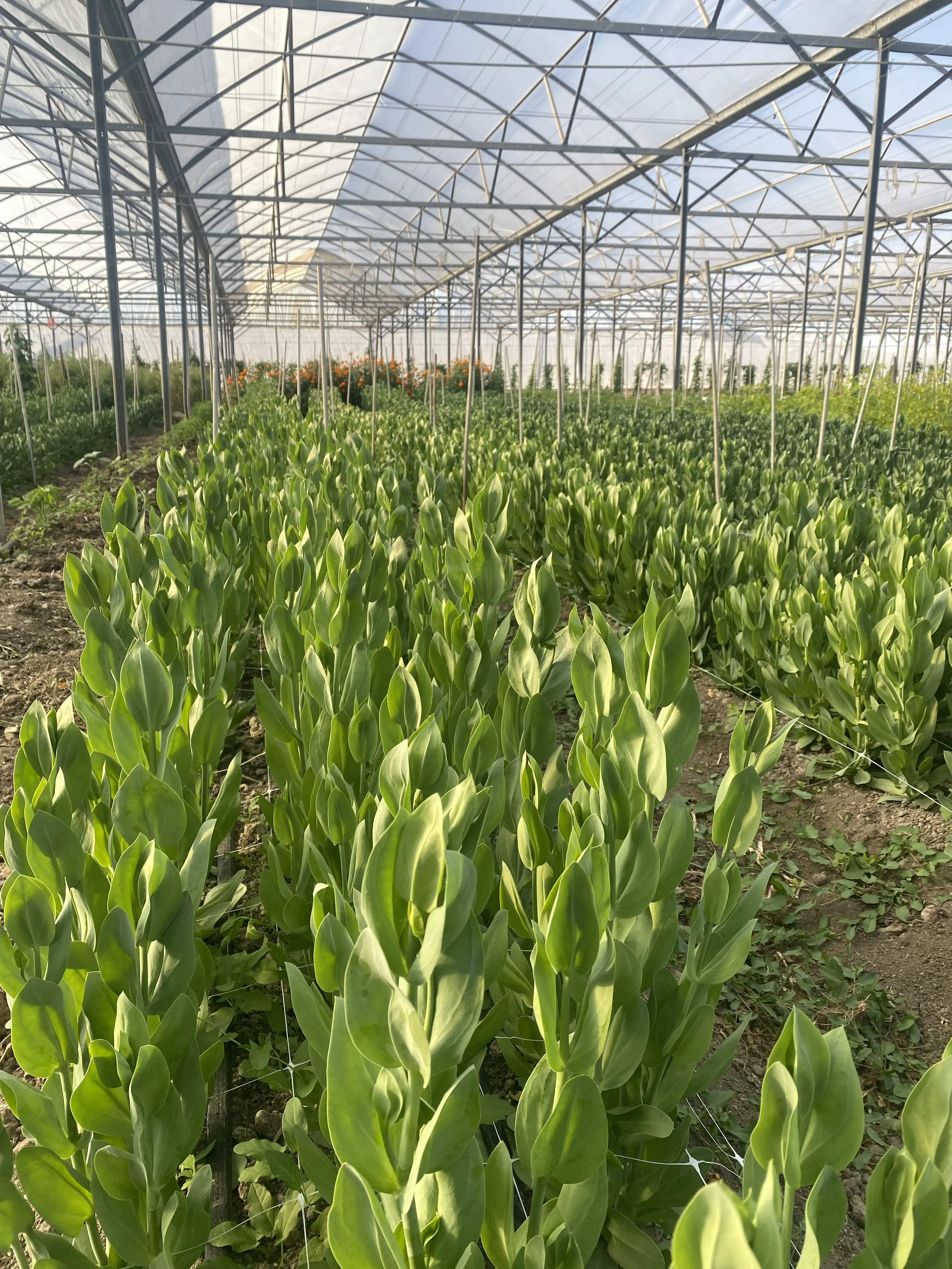 White Snapdragon Flowers