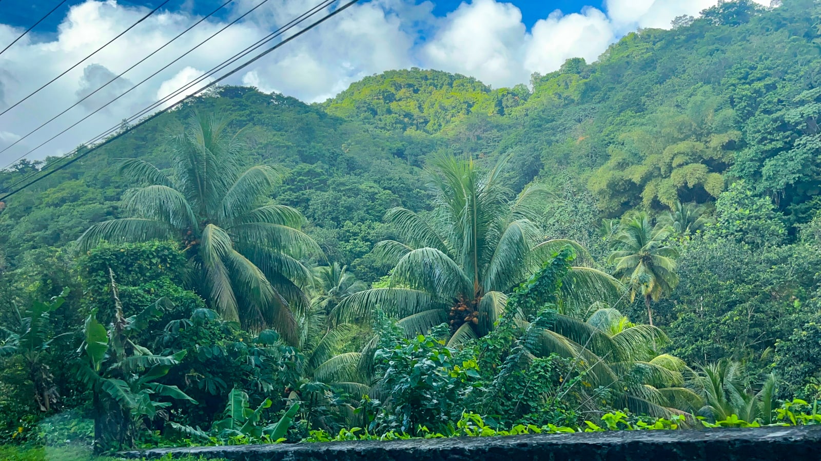 Palm trees and jungle-covered hills along the west coast road between Castries and Soufrière
