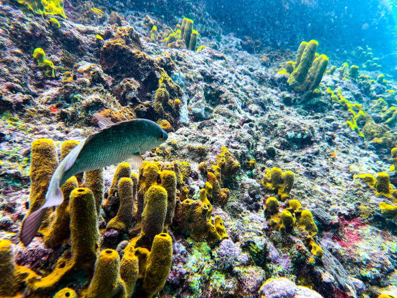 Fish along the rocks at Anse Chastanet
